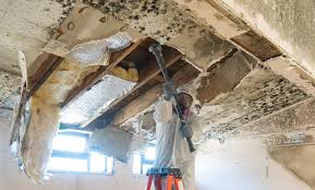 Why You Should Choose Our Mold Remediation Services in Kellogg, ID